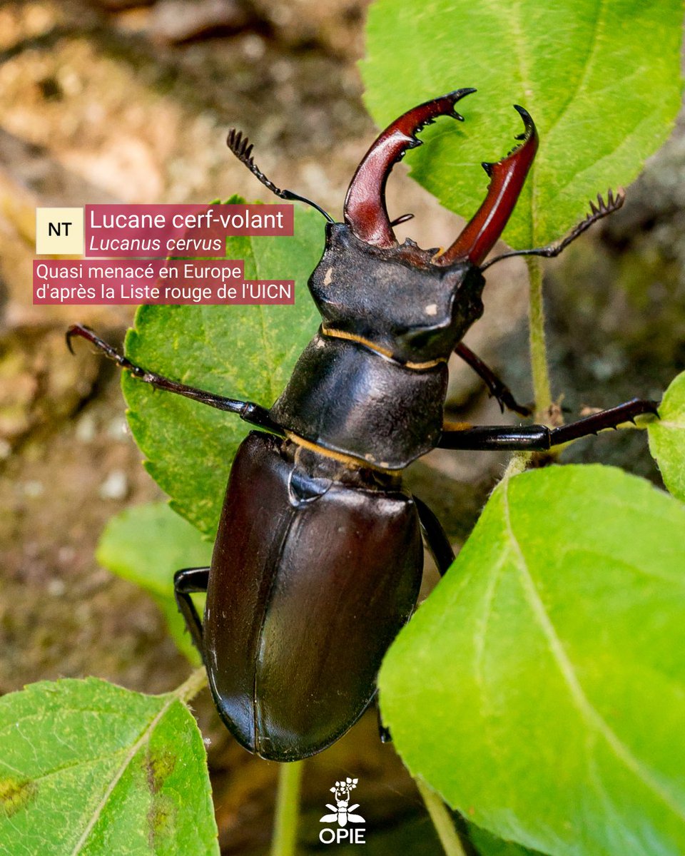 Opie_insectes's tweet photo. Lucane cerf-volant (Lucanus cervus) 

🪲 Il est considéré quasi menacé en Europe, d'après l'UICN.
Si vous apercevez cet insecte, n'hésitez pas à participer aux "En quêtes d'insectes" ici :  https://t.co/5SerUqh6K4

#lucane #coléoptères #LucanusCervus #insectes #environnement https://t.co/luEFC89d3U