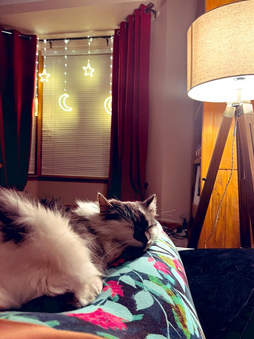 Liza3068's tweet photo. If you see this tweet, quote tweet it with the most recent photo you took of your pet. No Photographs of pets enjoying their sleeping sensations😊 https://t.co/3G33fiaV5l