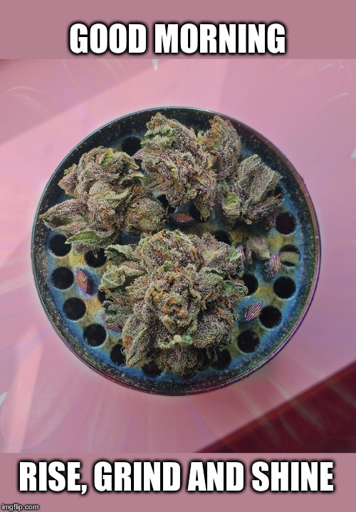 GreenCulturED's tweet photo. Another grinding day ahead! 🍃✨

-----

#ouid #digitalart #420 #legalize #maryjane #letssmoke #riseandgrind #grindingtime https://t.co/Q5IMKzRacv