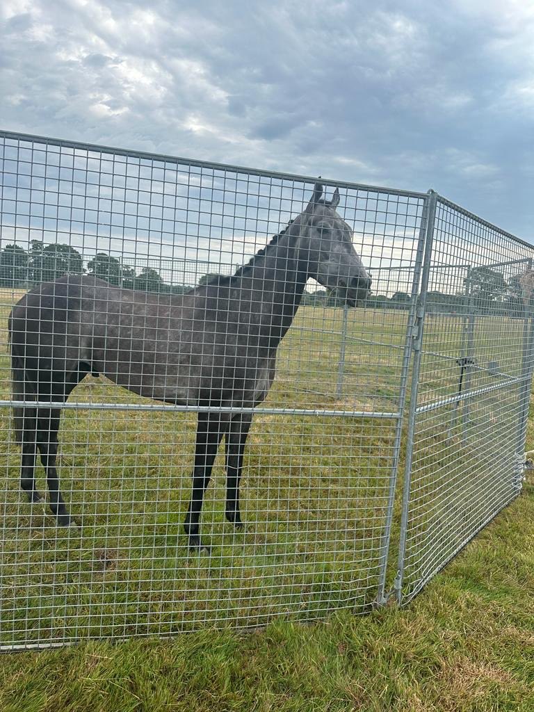 Old Gold Racing (@oldgoldracing) on Twitter photo Oh hey 👋🏽 who are you? 
Stay tuned this week for all to be revealed 👀 
#oldgoldracing #ownapieceoftheaction #getyourheartracing #thoroughbred #agrey #newhorse Oh hey 👋🏽 who are you? 
Stay tuned this week for all to be revealed 👀 
#oldgoldracing #ownapieceoftheaction #getyourheartracing #thoroughbred #agrey #newhorse