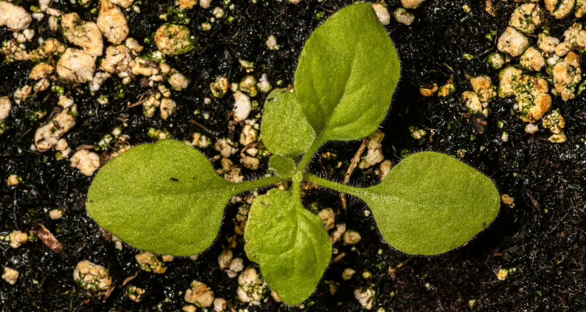 Consiguen una versión del genoma de una planta clave para la creación de biofactorías de medicamentos 21noticias.com/2023/08/28/con…