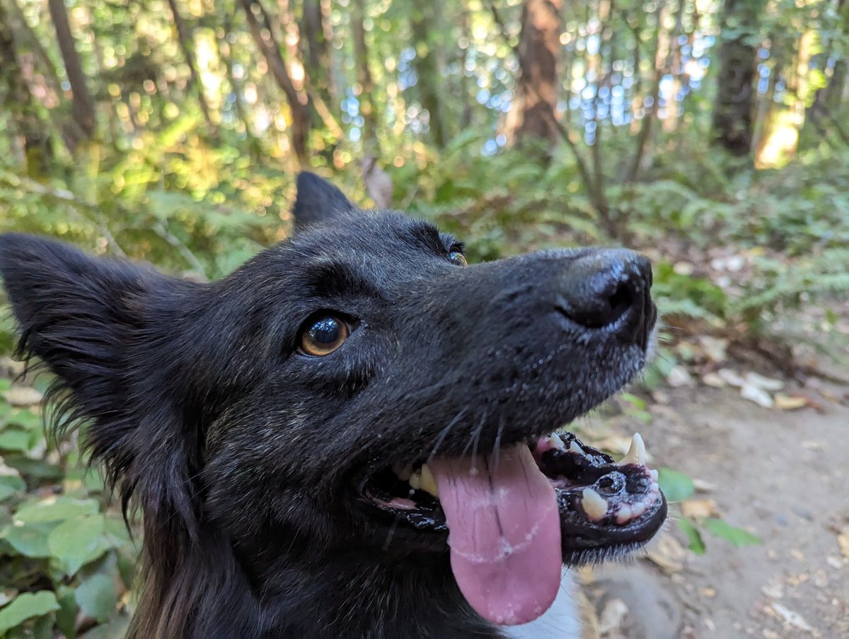 moongenes's tweet photo. @AcademicChatter Bean says hello 😛 https://t.co/klCO07boOs