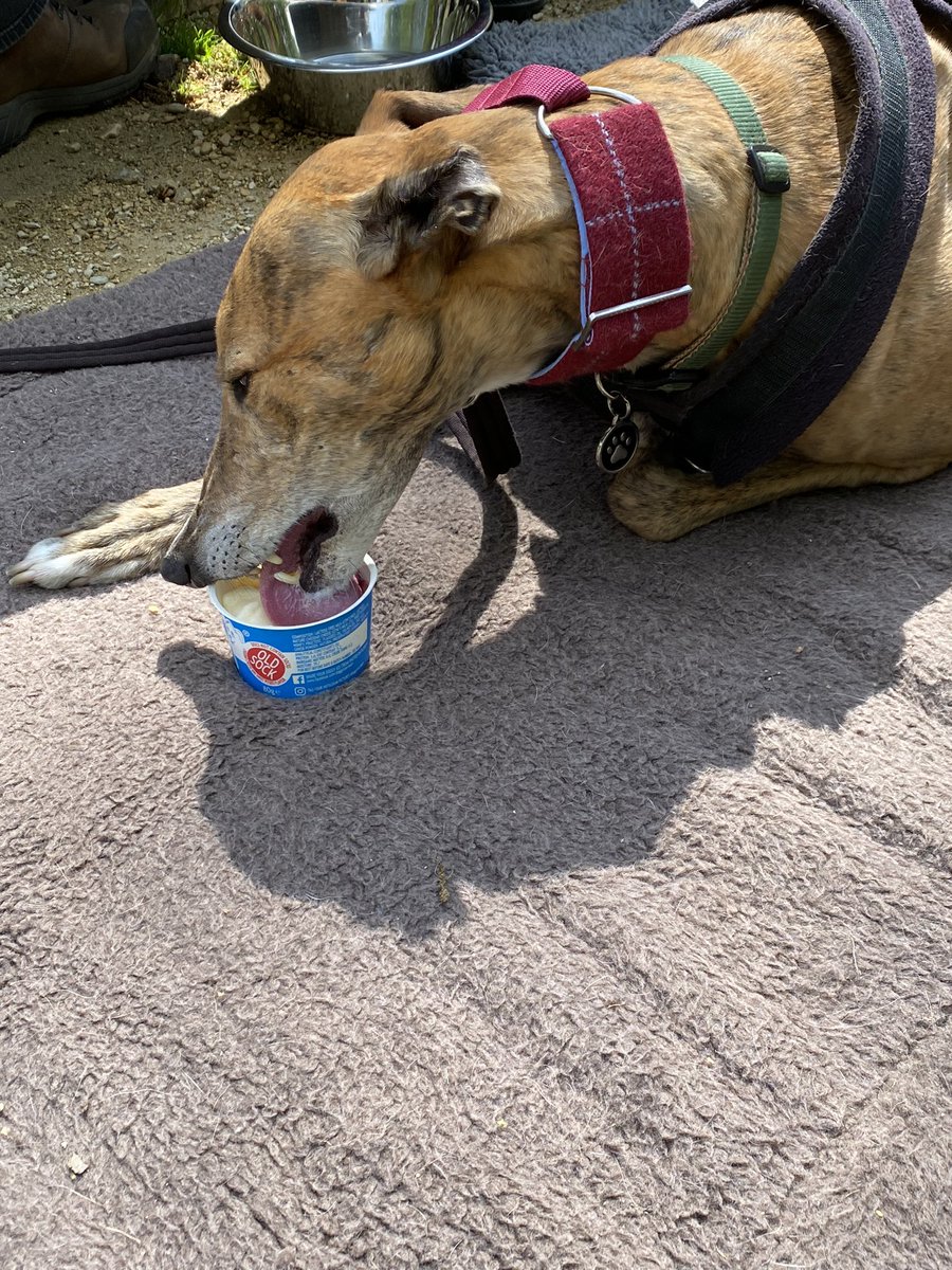 This is Theo. He’s lost the tops of both ears from racing & we know he had a horrific fall, end-over-end, flat out on the straight, racing in Ireland. He’s a pet now & here he’s enjoying a doggie ice cream. #NationalRescueGreyhoundWeek #NationalGreyhoundWeek #petsnotbets