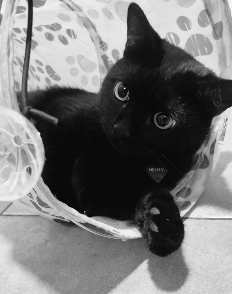 Sylwia58726734's tweet image. Serce mi pękło na pół...Nergal nie żyje....nigdy nie wypuszczajcie kota z domu, wolność to nie opieka. Ja sobie nigdy nie wybaczę...💔