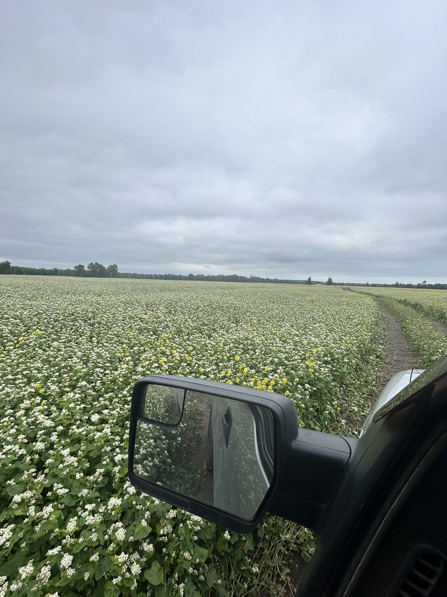 Island buckwheat is in full bloom #northernag