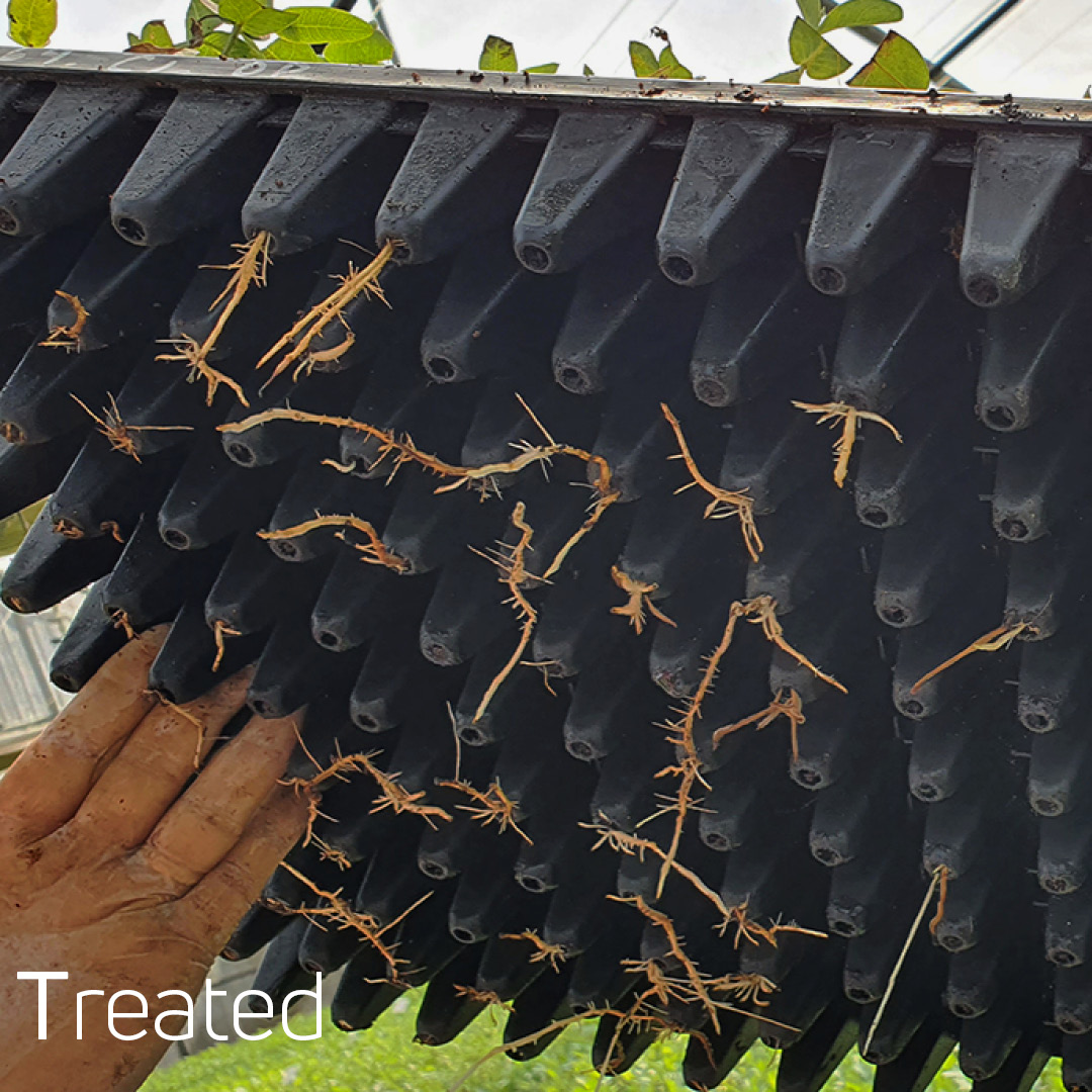OptiBoost's tweet photo. Elevate the forest industry with OptiBoost® Cuttings Method!

Watch below to see the remarkable difference between treated and untreated cuttings.

Read more here ➡ https://t.co/ZJL4iDUJvp

#planttech #OptiBoost #opticept #Forestry #Sustrainability #cuttings https://t.co/clU77goF3O