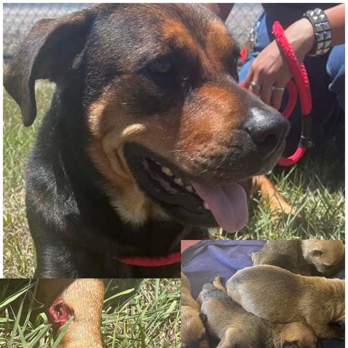 🆘🆘Plz EVERYONE🆘🆘 Mama CINDY SHOT in leg😩💔 #A358510 RESCUE interest in OH Transport is $$$🥲 We’re asking 4 your help Plz #Pledge HELP get Cindy & babies to OH ASAP B4 Shelter take babies away & list CINDY mama 4 EUTHANASIA😭 PLEASE Let’s get this done🙏 CorpusChristi ACS TX