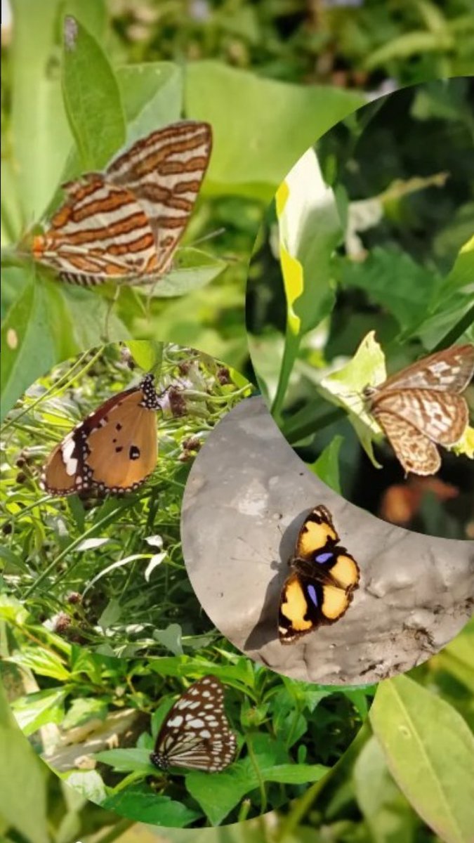 "New adventures are on the horizon when you follow the butterflies calling you." 

#Butterflies #change
#DDEbiodiversityparks #CEMDE #UniversityofDelhi #DU #delhiridge