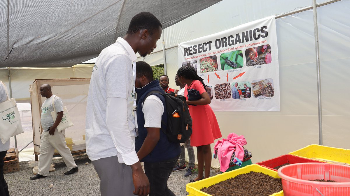 INCiTis Food Project Egerton University (@incitis_egerton) on Twitter photo Even the INSECT world joins the party! ๐ชฐ๐ Black Soldier Flies are taking the spotlight for fish feed during the training. ๐ฑ๐ <a href="/INCiTiSFOOD/">INCiTiS-FOOD</a> <a href="/egertonunikenya/">Egerton University</a> #AgriInnovation #BlackSoldierFlies #FishFeed #Training Even the INSECT world joins the party! ๐ชฐ๐ Black Soldier Flies are taking the spotlight for fish feed during the training. ๐ฑ๐ <a href="/INCiTiSFOOD/">INCiTiS-FOOD</a> <a href="/egertonunikenya/">Egerton University</a> #AgriInnovation #BlackSoldierFlies #FishFeed #Training