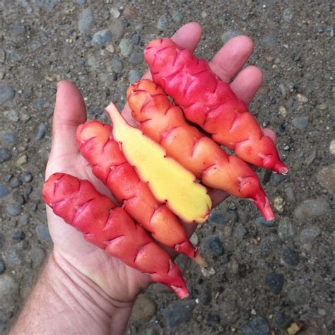 1Finches's tweet photo. @drkeithsiau Oca! Oxalis tuberose. Delicious! https://t.co/Ywv3xGLVkZ