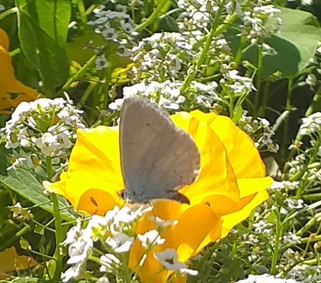Just spotted in my back garden in #Ilkley, is it a Holly Blue? <a href="/savebutterflies/">Butterfly Conservation 🦋</a> <a href="/BradfordNature/">Bradford Nature</a>