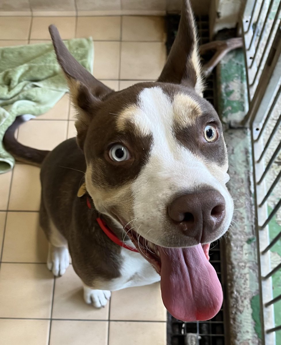 Please retweet to help Bronson find a home #CHESHIRE #UK Friendly large crossbreed aged 6 months. He enjoys walks and play and could live with another dog in an adult home 🐶✅ DETAILS or APPLY👇 dogshome.net/dog-for-adopti… #dogs #pets #AdoptDontShop