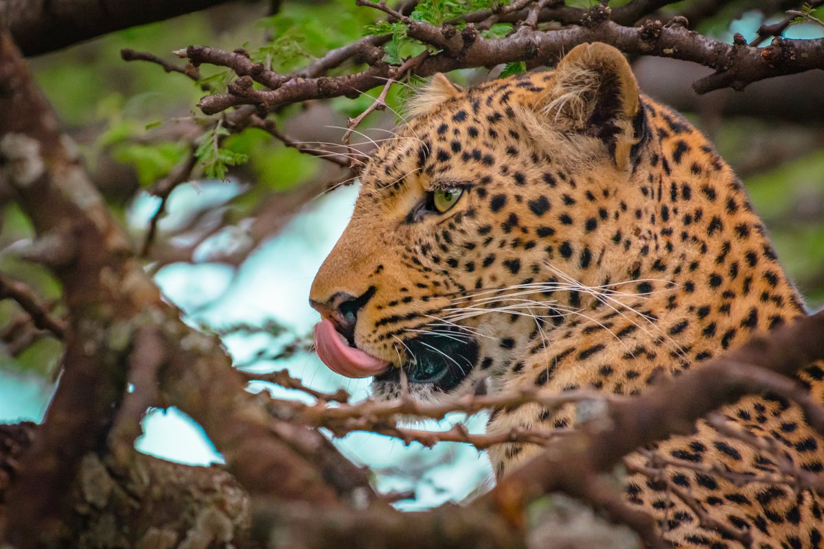 For a change tongue out Monday | Leopardess Fig | Olare Motorogi | Kenya
#masaimara #leopardspotting #bownaankamal #wildlifephotographer #wildlife_bigcats #africa #animalsonplanet_ #africanwildlifephotography