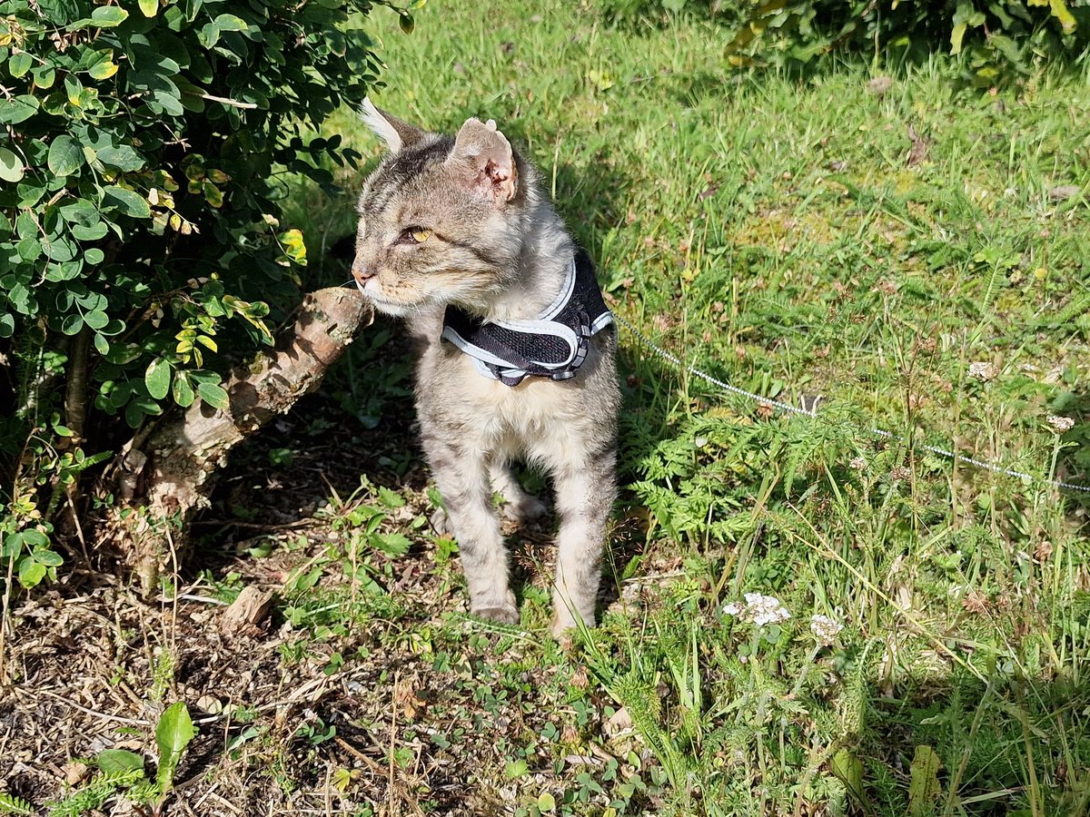 Our dearest Knight Shaza died yesterday at the Anicura Animalhospital in Tromsø. We found a big tumor in his throut and had to let him go. We miss him dearly already. 😥