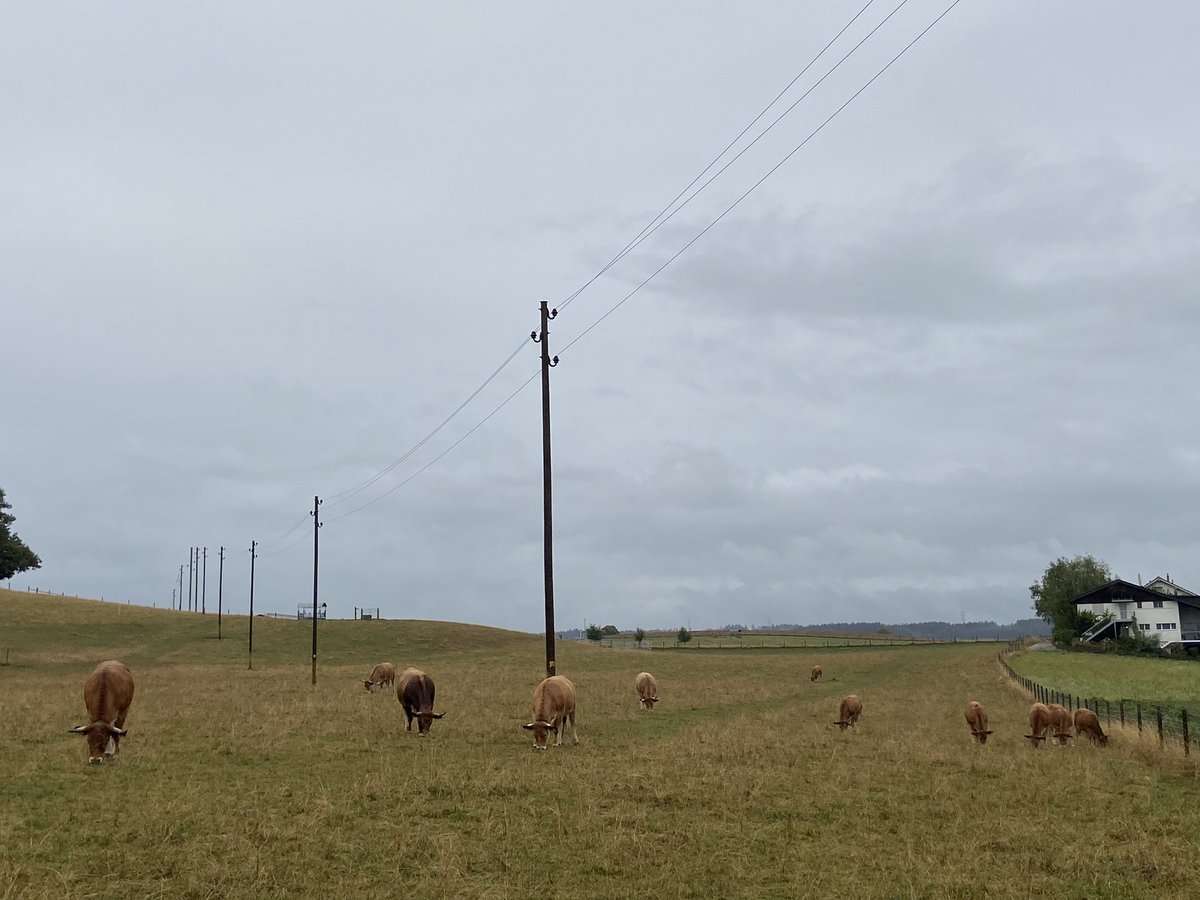 DailyCow's tweet image. Prairiecows in Münchenbuchsee. #aubrac