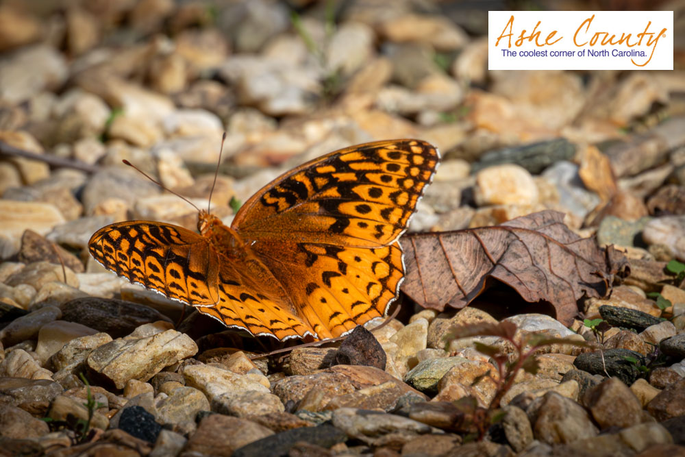 RealAsheChamber's tweet photo. Loving life in the Coolest Corner! 🦋

#ashecounty #ashecountync #visitashe #thecoolestcorner #blueridgeparkway #blueridgemoments #blueridgemountains #mountainlife #devilstairs #lovenc #canoethenew https://t.co/hHXUXbcJqn