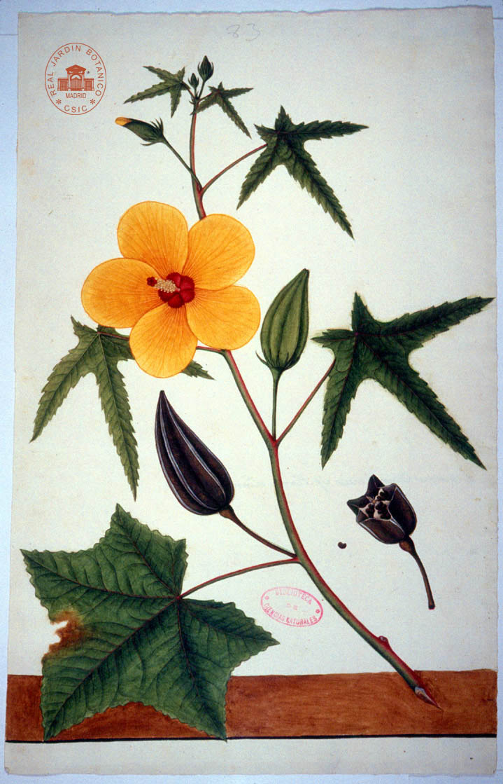 MNCN_Col's tweet photo. #BotanicMonday For centuries there was a close relationship between art and #science. An example is the scientific expedition to the #Philippines in 1786 in which participated the botanist Juan de Cuéllar to investigate and exploit their natural resources. #SciArt #HistSci https://t.co/tnMOPrQMGJ
