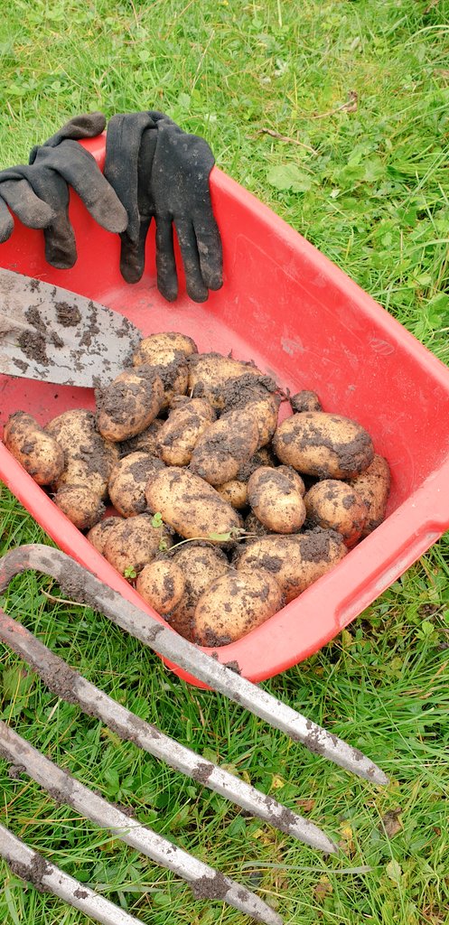Rotebroelvis's tweet image. Lite kaffe, lite plock potatis.
En dag för återhämtning. 
Nu dax för lite mer kaffe på trappen.
Hoppas ni får en fin vecka.
#odlingstwitter #potatis