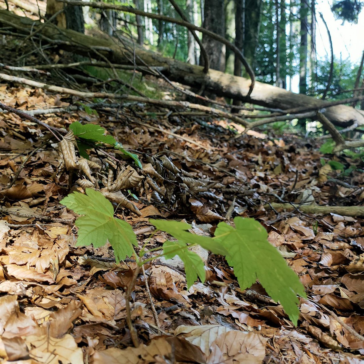 Forest Ecology ETH tweet media