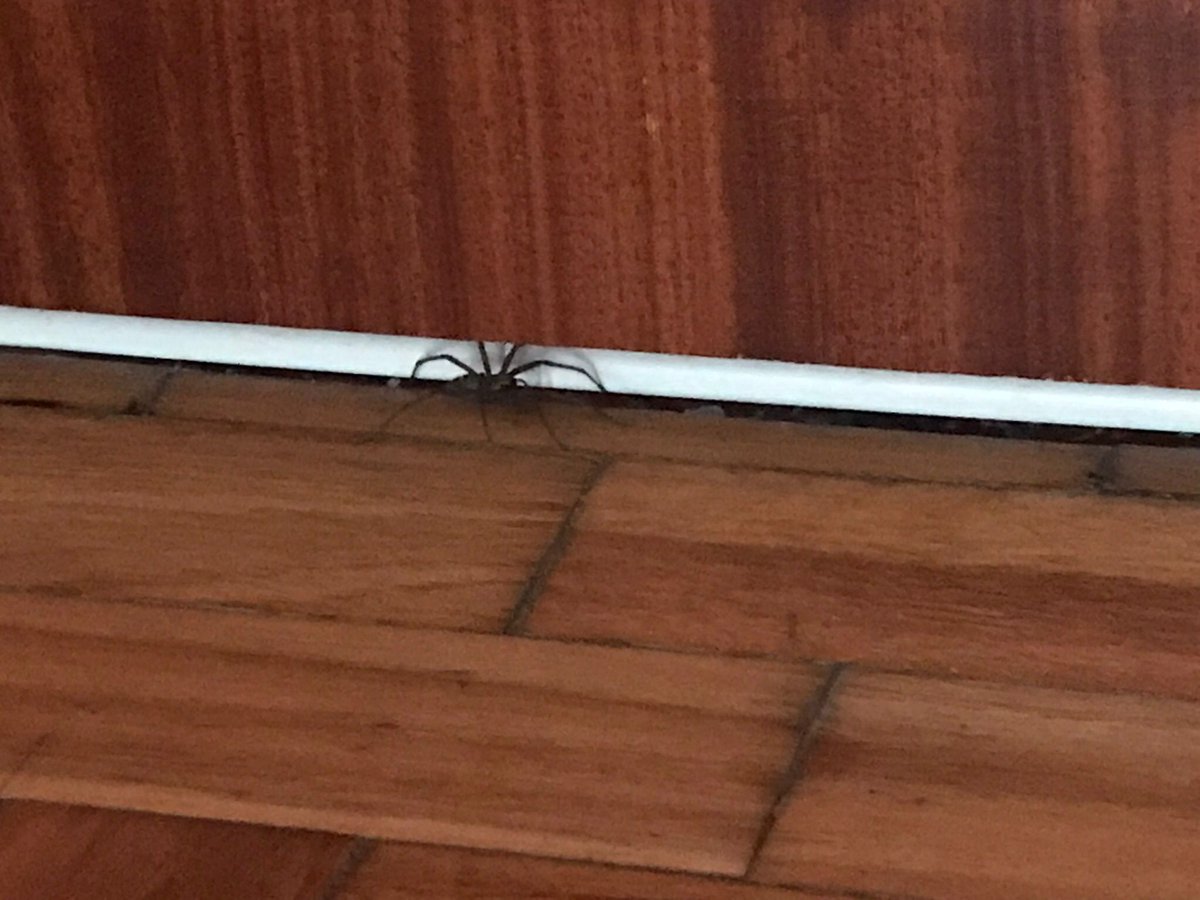 nerearosapsico's tweet photo. @bookingcom VERGONZOSO. Cogimos alojamiento en Oporto y nos encontramos una tarántula en la habitación. Nos tuvimos que ir inmediatamente. El alojamiento no nos ofreció solución y Booking nos ha dicho que nos da 24 euros de compensación. ¡¡¡¡Una puñetera tarantula!!! https://t.co/XdinD7td77