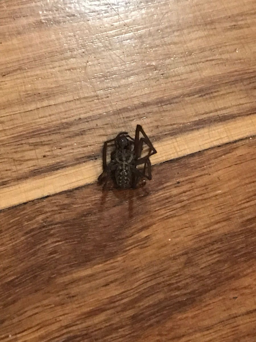 nerearosapsico's tweet photo. @bookingcom VERGONZOSO. Cogimos alojamiento en Oporto y nos encontramos una tarántula en la habitación. Nos tuvimos que ir inmediatamente. El alojamiento no nos ofreció solución y Booking nos ha dicho que nos da 24 euros de compensación. ¡¡¡¡Una puñetera tarantula!!! https://t.co/XdinD7td77