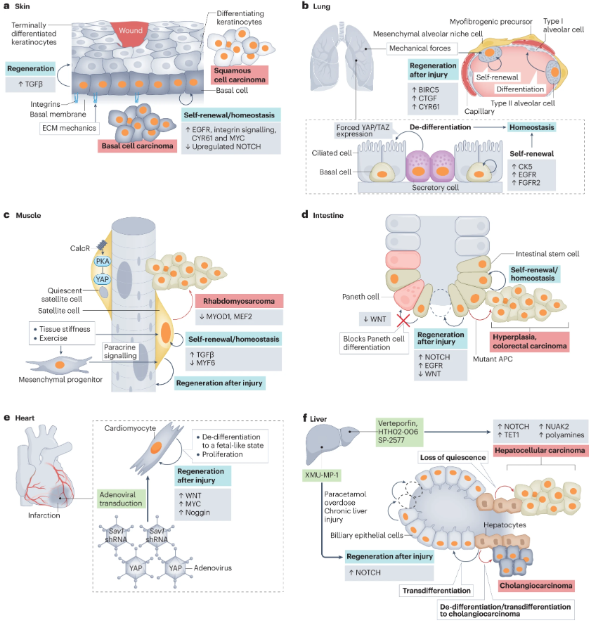 ✨New #NRMCBReview 🥳 Control of stem cell renewal and fate by YAP and TAZ by @driskilljordan1 & Duojia Pan Read here how the 🦛pathway effectors YAP/TAZ regulate stem cell function: go.nature.com/3L1dfOh