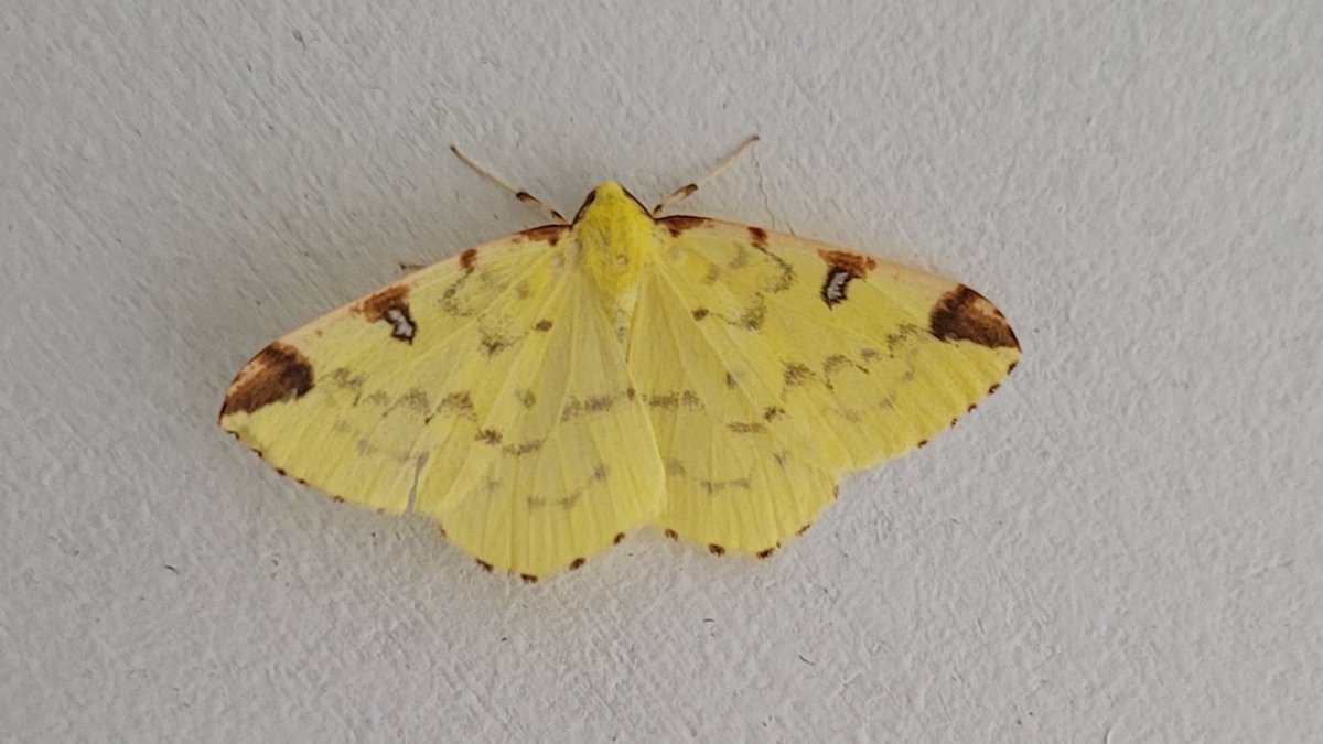 Is this a brimstone moth? Spotted it on a wall inside the house this morning #moth #biodiversity @BioDataCentre Identified using #seek app @inaturalist