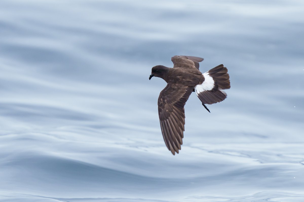 piedfly99's tweet photo. Wilson's and European Storm Petrels - virtually the same light and distance from the Sapphire, 13-08-23
@Scillypelagics https://t.co/MNm75aZ1S5