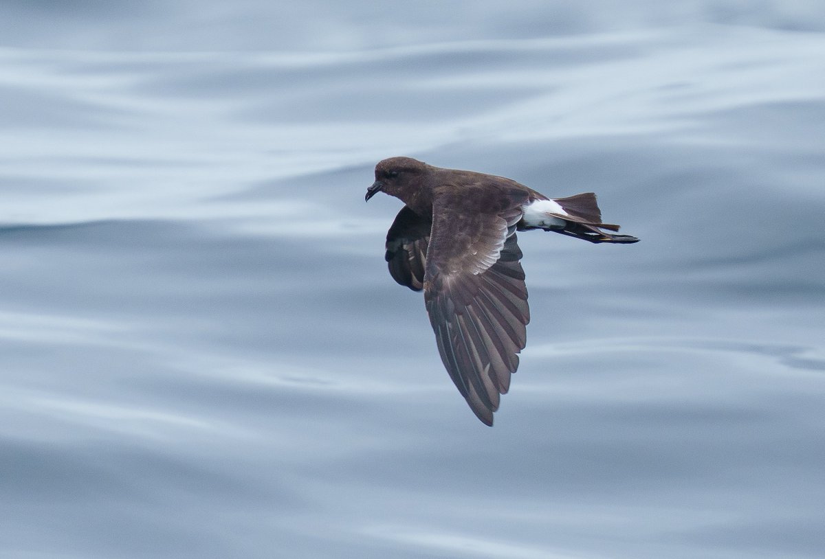 piedfly99's tweet photo. Wilson's and European Storm Petrels - virtually the same light and distance from the Sapphire, 13-08-23
@Scillypelagics https://t.co/MNm75aZ1S5