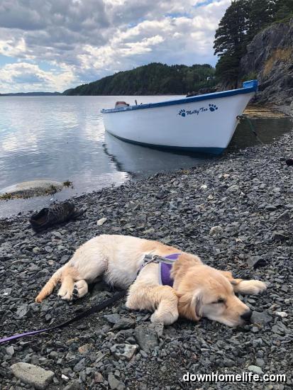 downhomelife's tweet photo. It's hard work being a puppy. ππΎ
Thank you to Tambrie Hicks for sharing your photo of Sophie with us on https://t.co/N7buUa8Abr!
#HardWorkingDog #WorkingDog #Dogs #GoldenRetriever #Sleepy #NapTime #NL #NewfoundlandandLabrador https://t.co/Co72xIhbjc