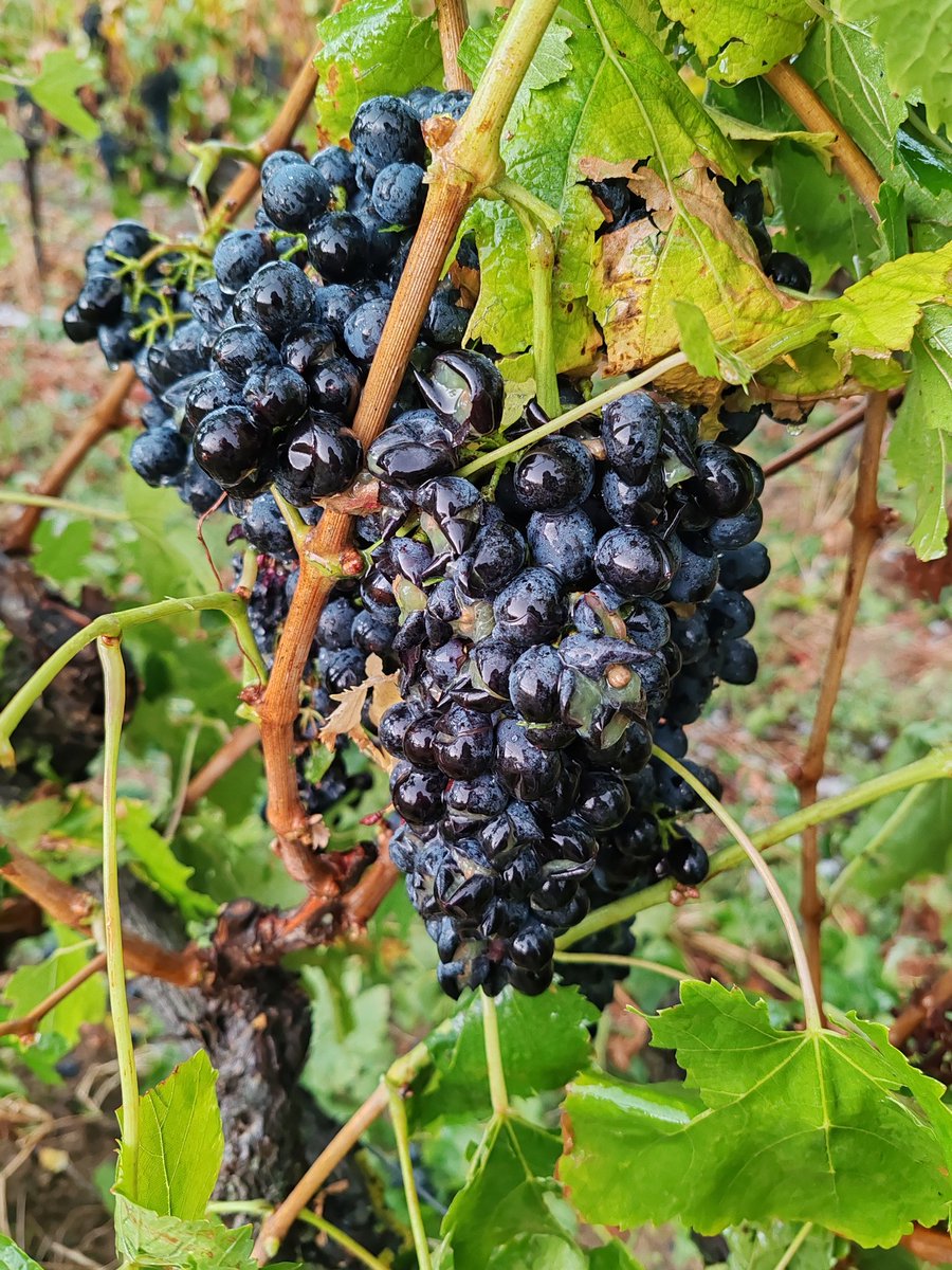 domainefinon's tweet photo. La grêle n'a pas épargné les vignes vendredi soir, beaucoup de dégâts entre Charnas et Félines...
#grêle #grele #hail #catastrophenaturelle #saintjoseph #condrieu #ardeche #charnas #domainepierrefinon #domainefinon https://t.co/imhCbsoVyM
