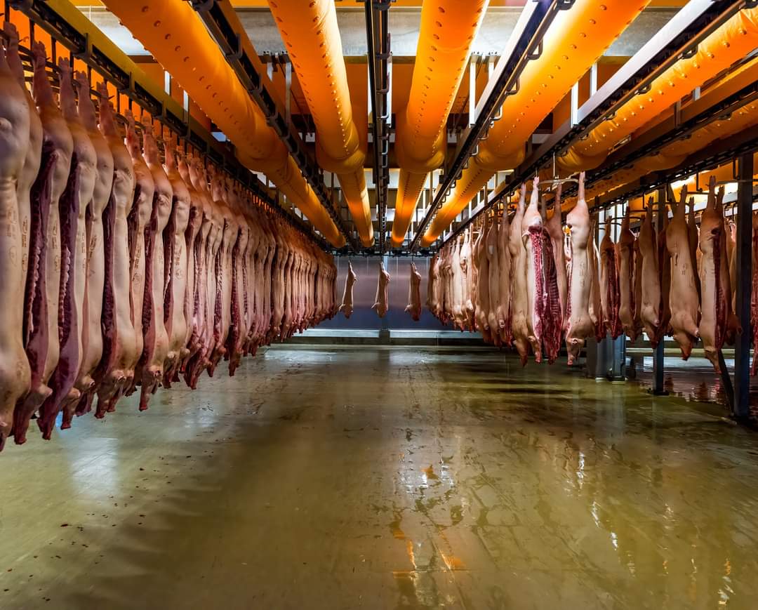 💔 EACH one was born in captivity, deprived from their natural behaviors, mutilated, separated from their families, and gassed or bled to death.

Don't be angry at vegans. Be angry at businesses who do this to animals 🤑🫰

Stop giving them your money, and join us in veganism 🌱