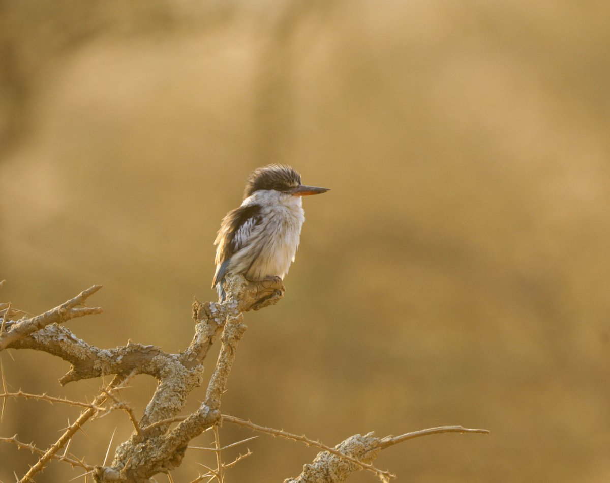 Choosing a destination to fly to. #NewWeek 
#BirdsOfTwitter 
#TwitterNatureCommunity 
#wildearth 
#Captured 
#TwitterNaturePhotography 
#captured_momenta 
#photooftheday 
#Birdland 
#BirdsSeenIn2023 
#birdwatching 
#birdphotography 
#bird 
#ExperienceAmazing