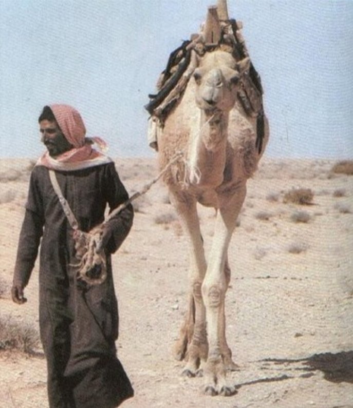 ان شلتها يا حسين ترى مابها شين
 = = = = = = = = ترى الخوي ياحسين مثل الامانـه
 ما يشتشك ياحسين كـود الرديــيـن
= = = = = = = = والاترى الطيـب وسيـعٍ ابـطــانـه
الامير عبدالله الرشيد