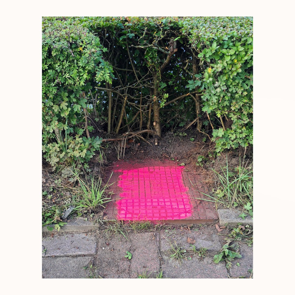 #pink #roze #hedged #hedge #heg #putdeksel #markedpink #zaandam #pinksquare #fluorpink