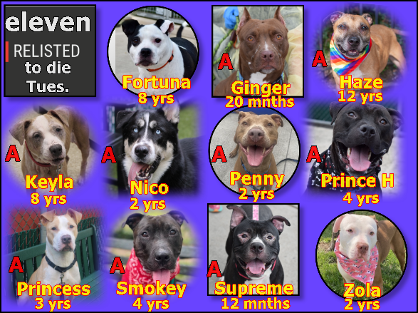 8/28NYCACC: the relisted 11 dogs for Tuesday kill. Pledge @TomJumboGrumbo foster/adopt @Notthesamenow2 if U R btw Maine - N. VA & want to save a wonderful animal. NOT ONE deserving death, each one counting on us. Retweet from anywhere, pledge from anywhere. Let's end the deaths