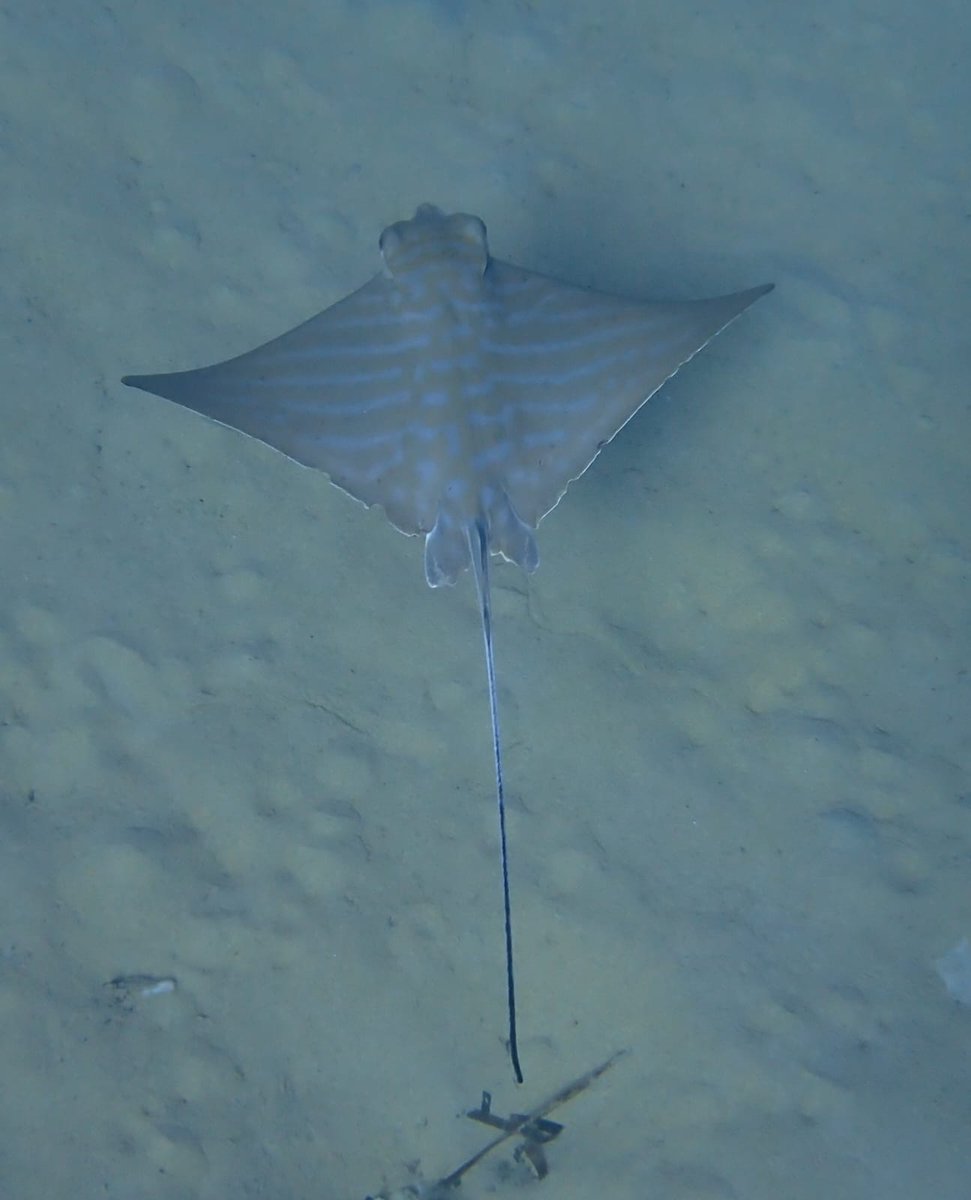 I have completely fell in love with these bull rays (Aetomylaeus bovinus), since being in #malta . They are critically endangered, and we have the babies. Knowing if nothing changes they will be extinct within a few generations, makes me emotional! #marinebiology #marine #STEM