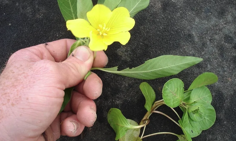 ⚠️Scientists in Michigan are asking for help documenting locations of invasive water primrose. Despite harsh winter conditions, 3 populations in Michigan have survived the winter &amp; pose a risk to native plants.

fox2detroit.com/news/mountain-…

#MAPMS #invasiveplants #climatechange
