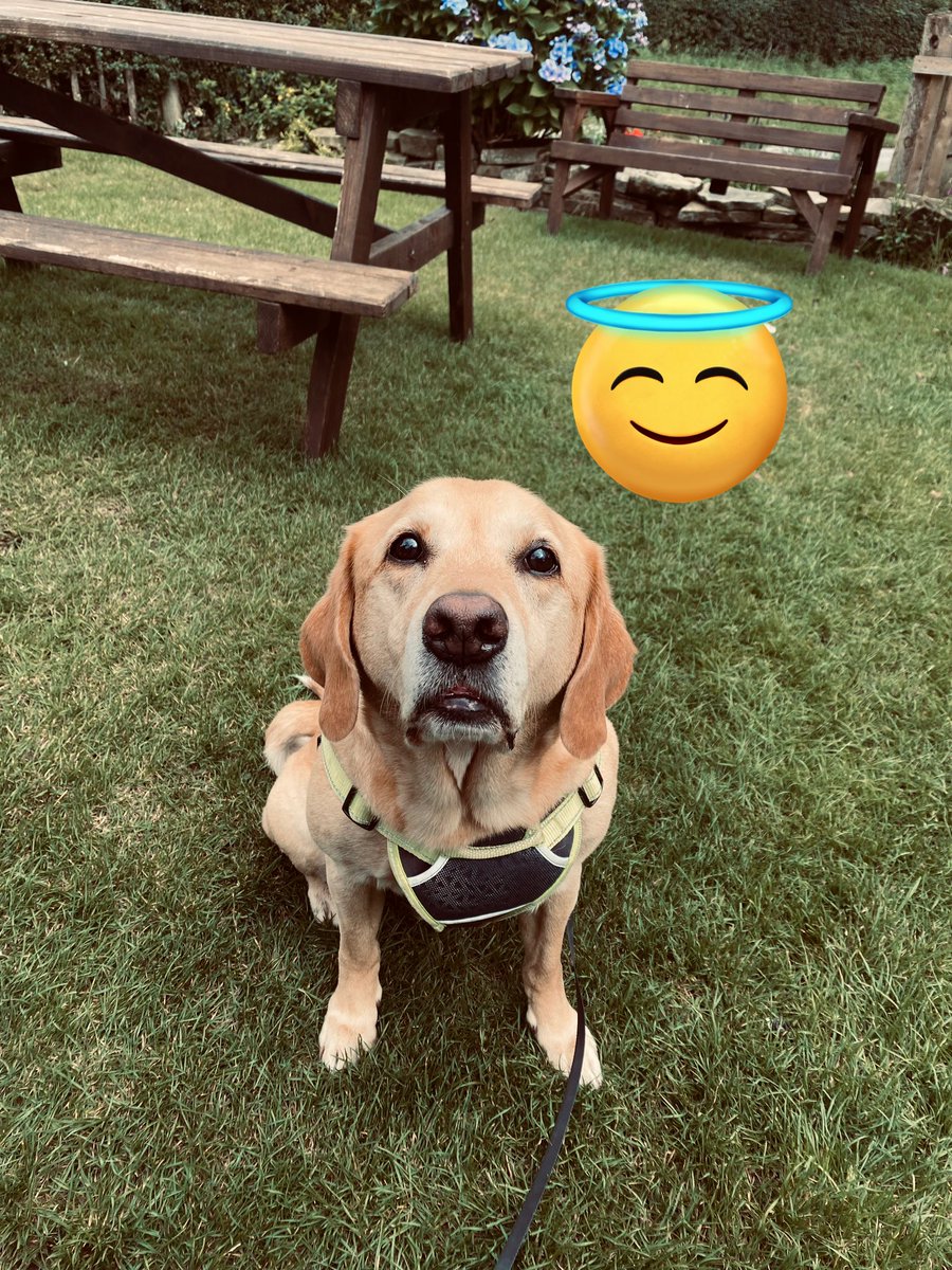 LauraWilsonLab's tweet photo. Pretty sitting, hungry eyes, angel face ❤️ 🐾 #dogsoftwitter https://t.co/hM6l7OWKDP