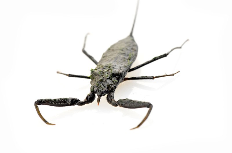 @cariidae @crevicedwelling because this is also a water scorpion :3