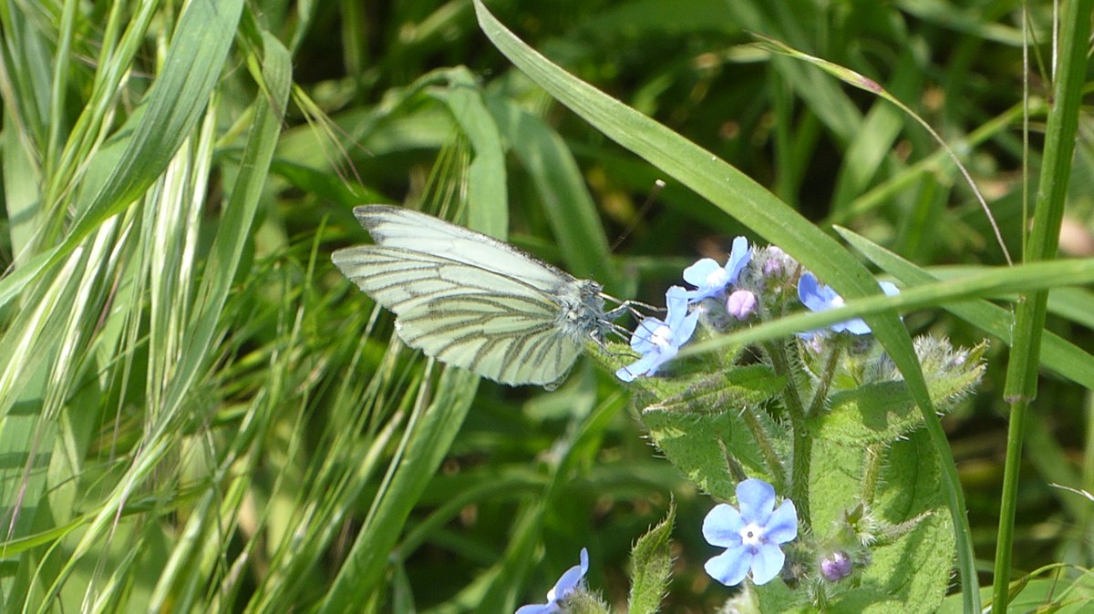 @ThisisEltham @RSPBBexleyGroup @MPSKidbrookeSNT @BlackheathSoc @FMGUpdates @WildGreenwich @TheGWN_ @chinbrookmeadow please share about our Wildlife Photo Competition. Photos send to friendsofsutcliffepark@gmail.com, Prizes to be awarded :) Pic Pieris Napi by David Ford