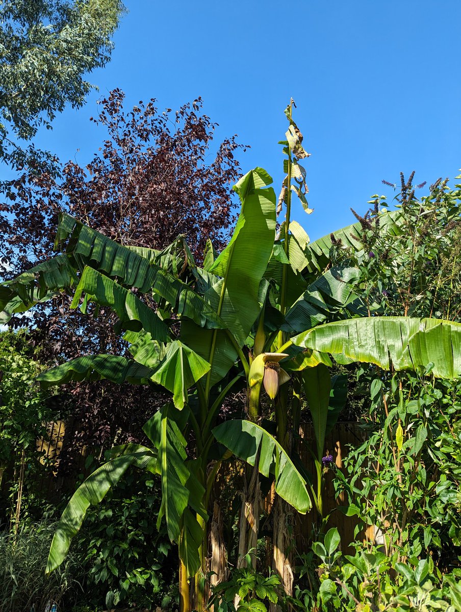 Salsy2022's tweet photo. More bananas on their way in sunny Lichfield #lichfield #lichfieldbananas #bananaman #musabasjoo https://t.co/hYqkrhnLJo