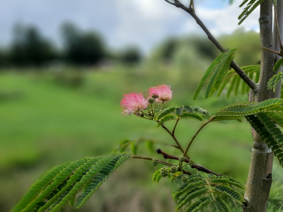 Onze Albizia begint mooi....
Bekend als ‘boom van collectief geluk’, want hij geeft vreugde en troost, brengt het oog tot stralen, het hart tot leven.
🌻🌼🌷🌺🌱🏵🌱🪴🌾🌼⚘
