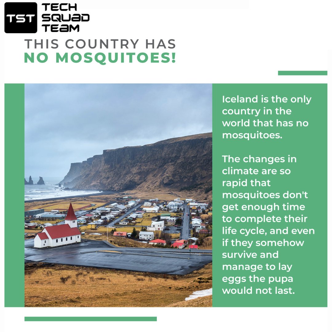 TechSquadTeamIN's tweet image. Perhaps, shifting to Iceland to have mosquito-free spaces isn&apos;t practical. Choosing TechSquad Mosquitoes Control Service definitely is!
 #cockroachcontrol #cockroachkiller #cockroachescontrol #mosquito #mosquitocontrol