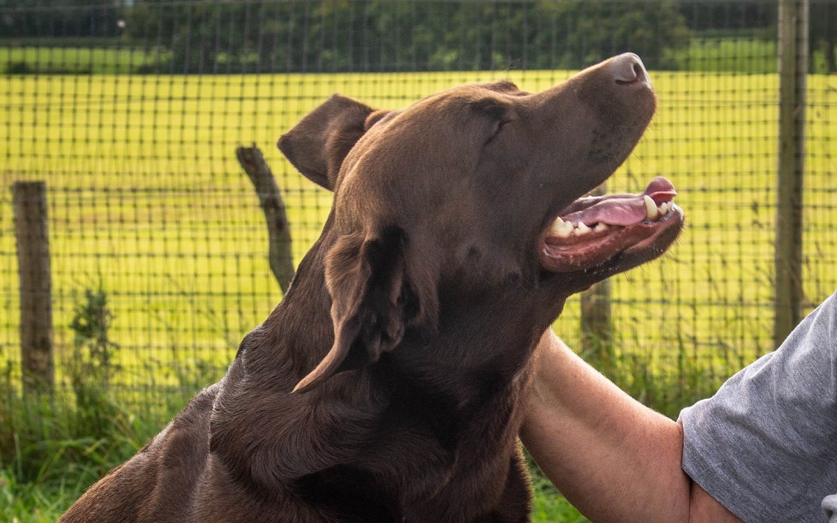 The only way any animal should ever feel a human hand.
Have a great week, Cassie x
#SarahMoulds