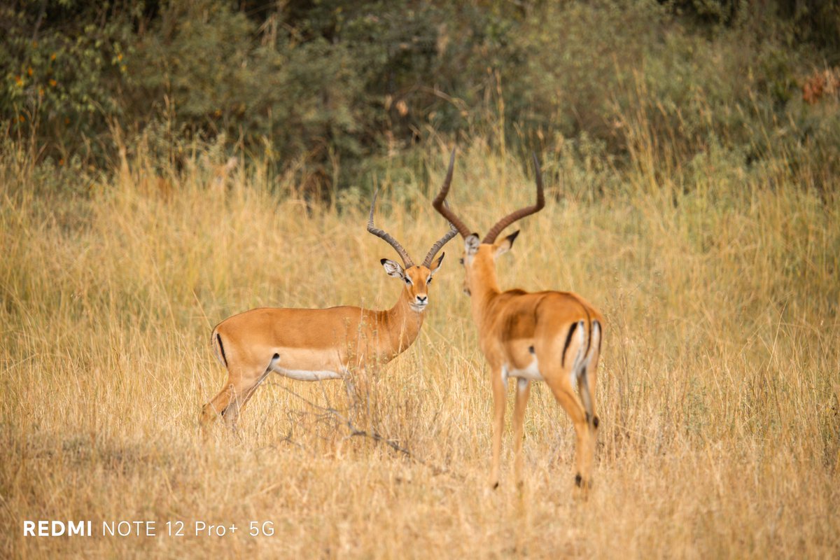 WilliamLuXiaomi's tweet photo. Fueled by a deep passion for wildlife photography, @Alamin_Mutunga_ went on a journey to southwestern Kenya to capture the local wildlife in Maasai Mara using his #RedmiNote12ProPlus5G. Such a powerful shot! https://t.co/WAPdIm1xZw