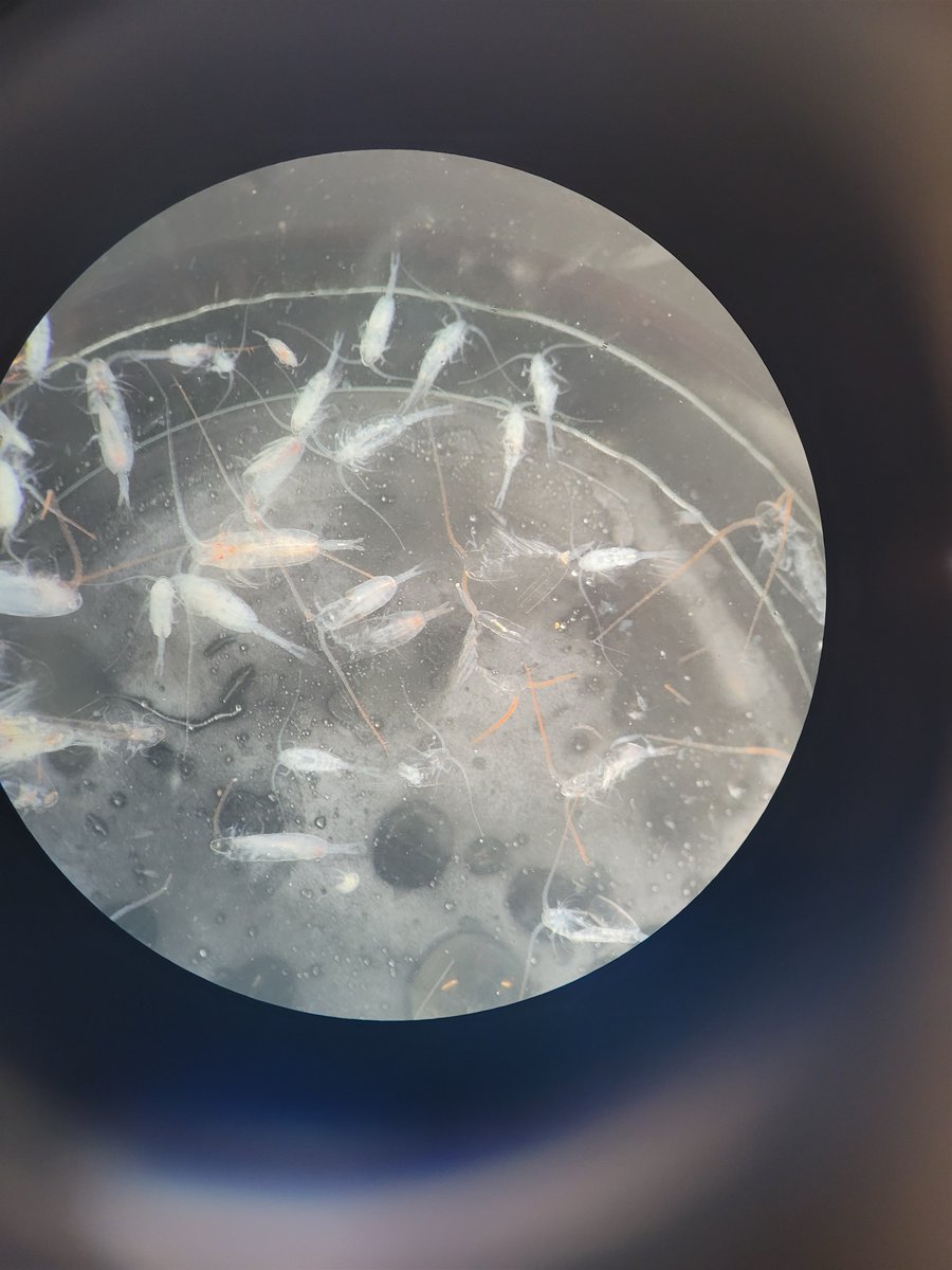 JohnnaHolding (@johnna_holding) on Twitter photo We haven't forgot about our colleagues in the field, they've just been really busy processing samples! 👩🔬🧪
Read about it here in the new blog post:
<a href="/GEM_Arctic/">Greenland Ecosystem Monitoring</a>
@ARC_AU
arctic.au.dk/news-and-event…
project funded by <a href="/GreenFeedBack/">GreenFeedBack</a> and <a href="/DFF_raad/">DK Frie Forsk.fond</a> We haven't forgot about our colleagues in the field, they've just been really busy processing samples! 👩🔬🧪
Read about it here in the new blog post:
<a href="/GEM_Arctic/">Greenland Ecosystem Monitoring</a>
@ARC_AU
arctic.au.dk/news-and-event…
project funded by <a href="/GreenFeedBack/">GreenFeedBack</a> and <a href="/DFF_raad/">DK Frie Forsk.fond</a>
