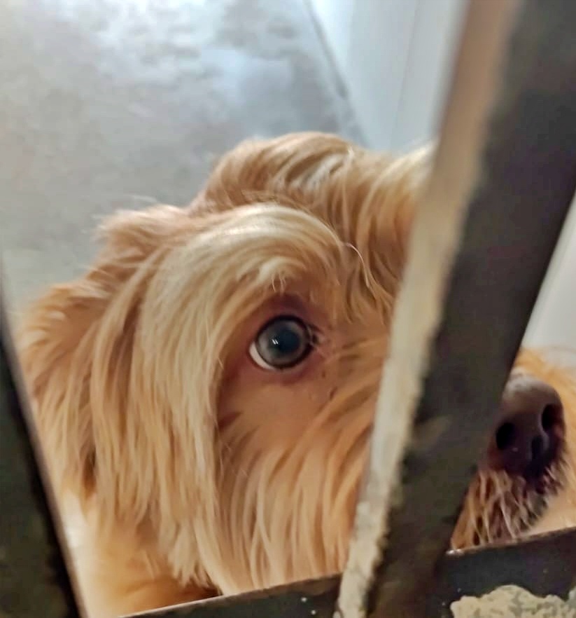 SOS Abuelos tweet media