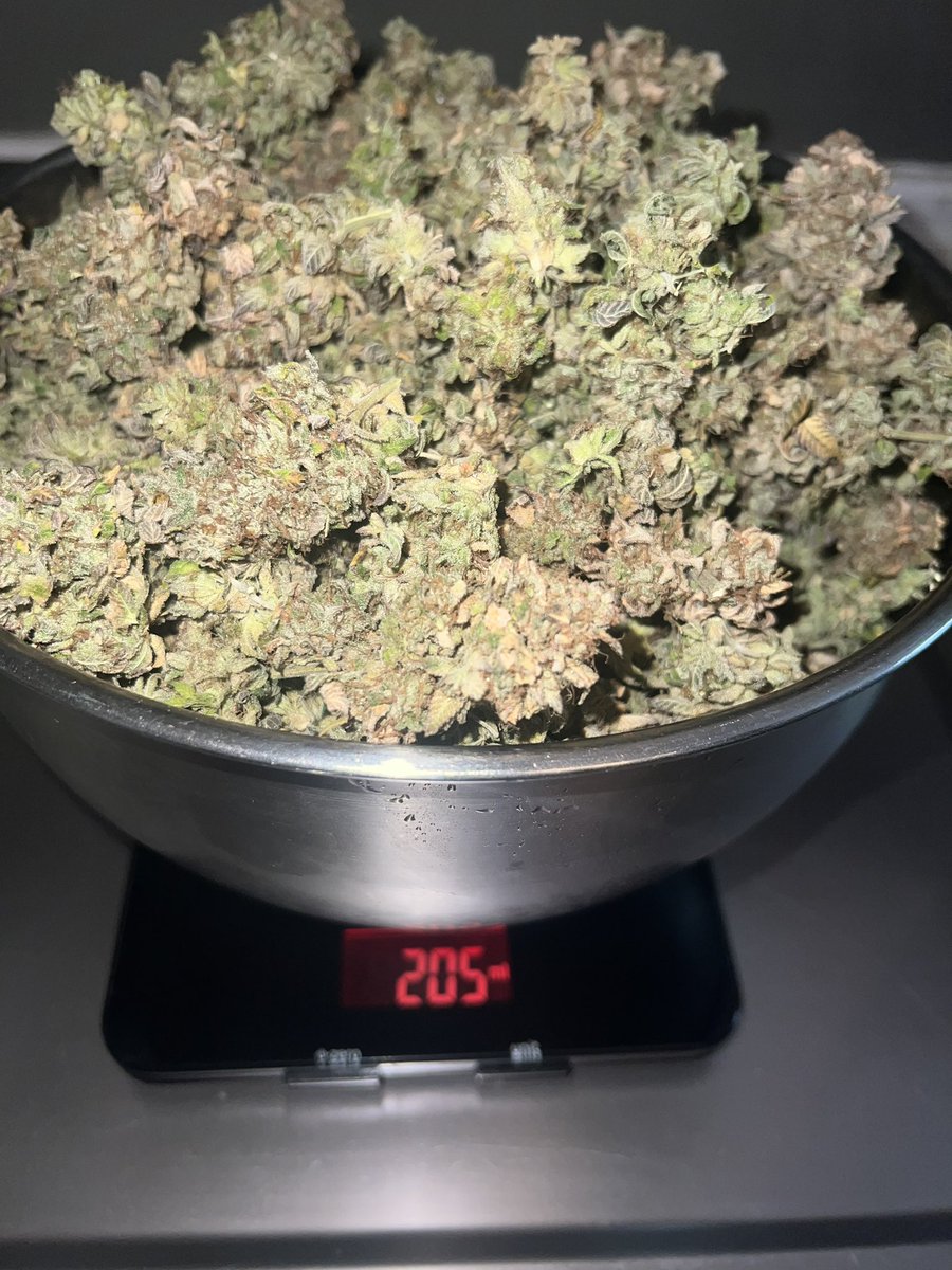 neighbor1800's tweet photo. Trimming is crazy to do my fingers just give up as soon as I start but I did good for my first dry trim I guess 😂 https://t.co/ZSDDh6Vdqq