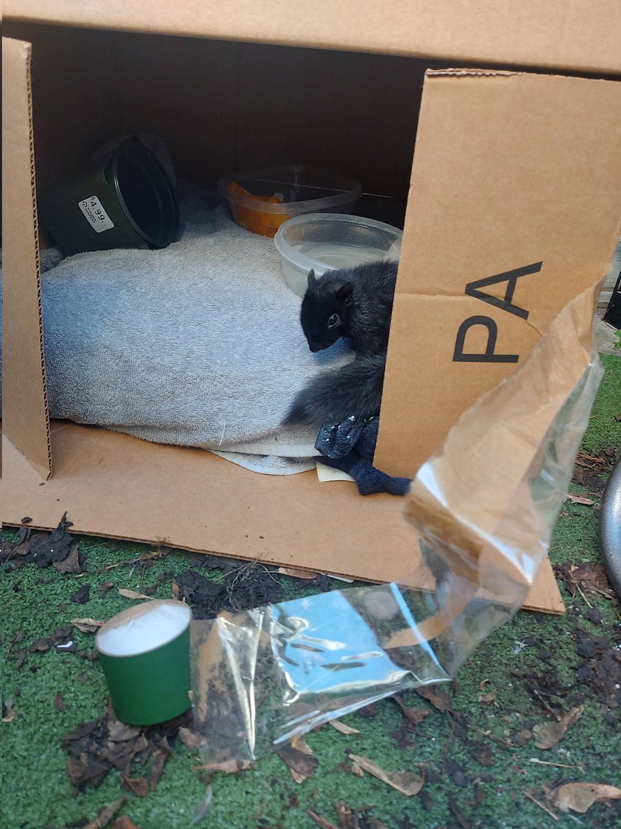 CBedderr's tweet photo. Casey and I found an abandoned baby squirrel, lil guy was terrified so we made him a lil home and he is the cutest lil guy. Sir Sqeakerton loves to be held https://t.co/iRCnWa1QIM